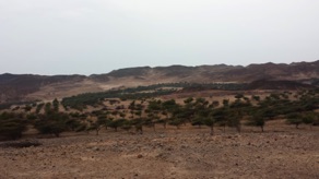 SIR BANI YAS
(Emirat d'Abou Dhabi)